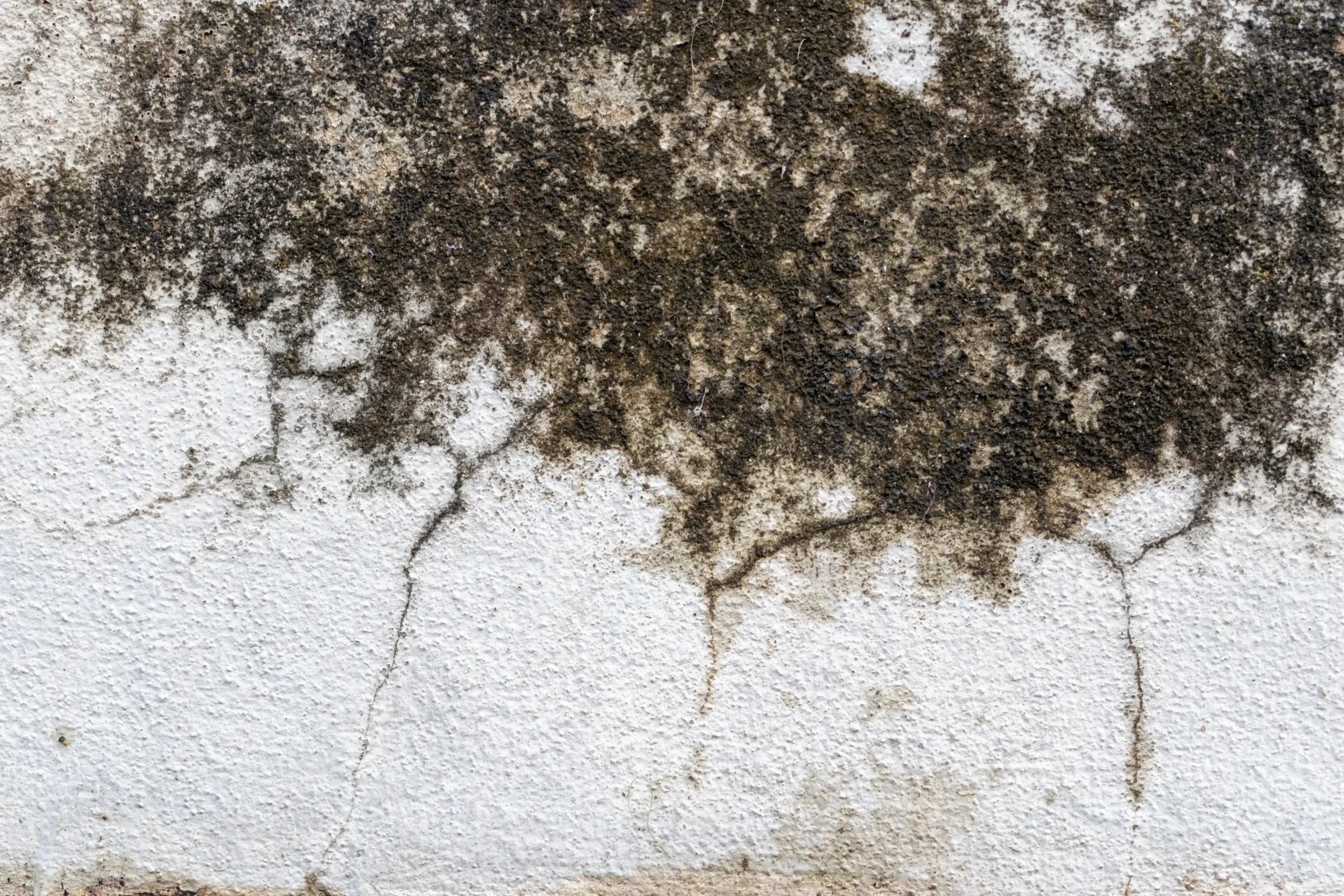white-wall-texture-with-mold (1)